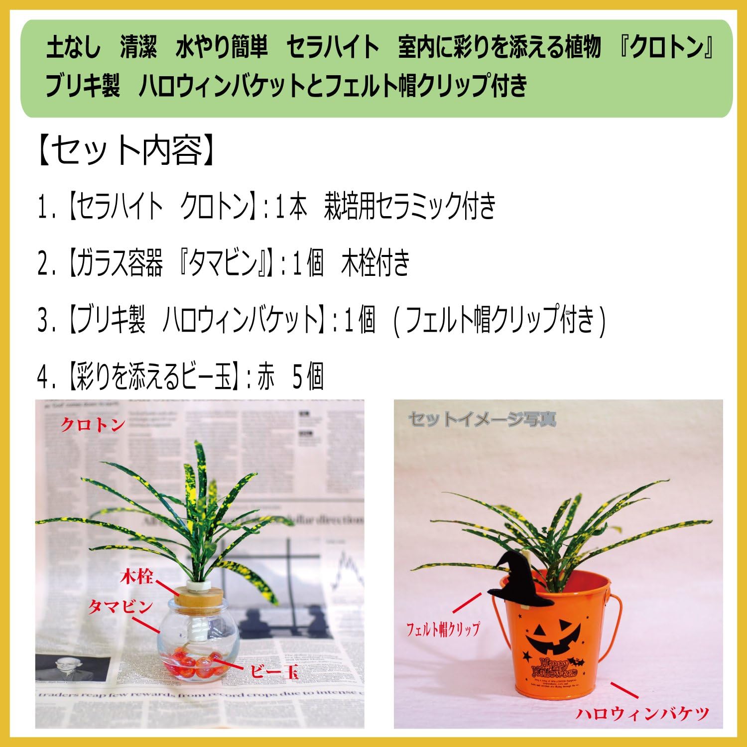 Amazon Co Jp セラハイト 室内の彩りを添える植物 クロトン ハロウィンバケットとフェルト帽クリップ付き 土なし 清潔 水やり簡単 セラハイト ホーム キッチン