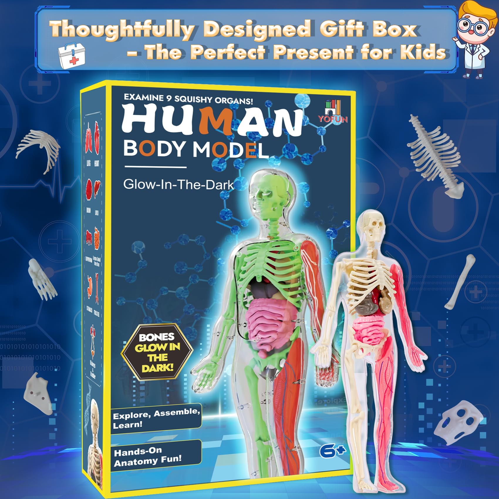YOFUN Human Body Skeleton Model Kits for Kids,Interactive Anatomy Science Kit – Removable Muscles, Organs,Bones,STEM Educational Toys for Boys and Girls Aged 6+