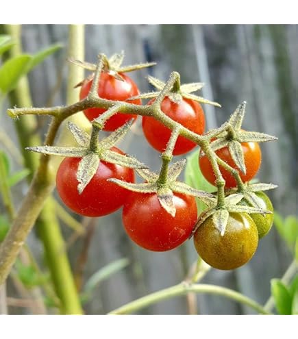 Amazon.com : Florida 91 F1 Hybrid Tomato Seeds (25+ Seeds) : Patio