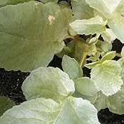 Semillas Ecológicas Hortícolas - Rabanito redondo rojo Saxa - ECO ...