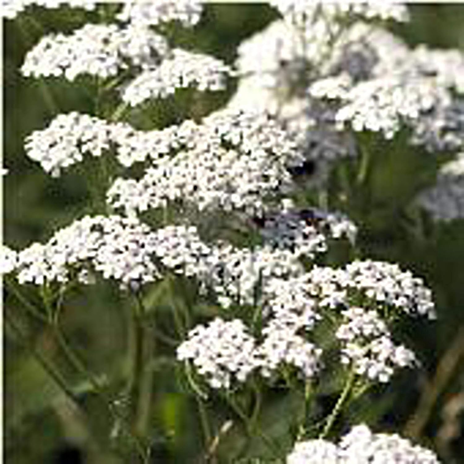 Amazon Com Yarrow Seeds 25 Seed Packet More Heirloom Organic Non Gmo Vegetable Fruit Herb Flower Garden Seeds At Seed King Express Garden Outdoor
