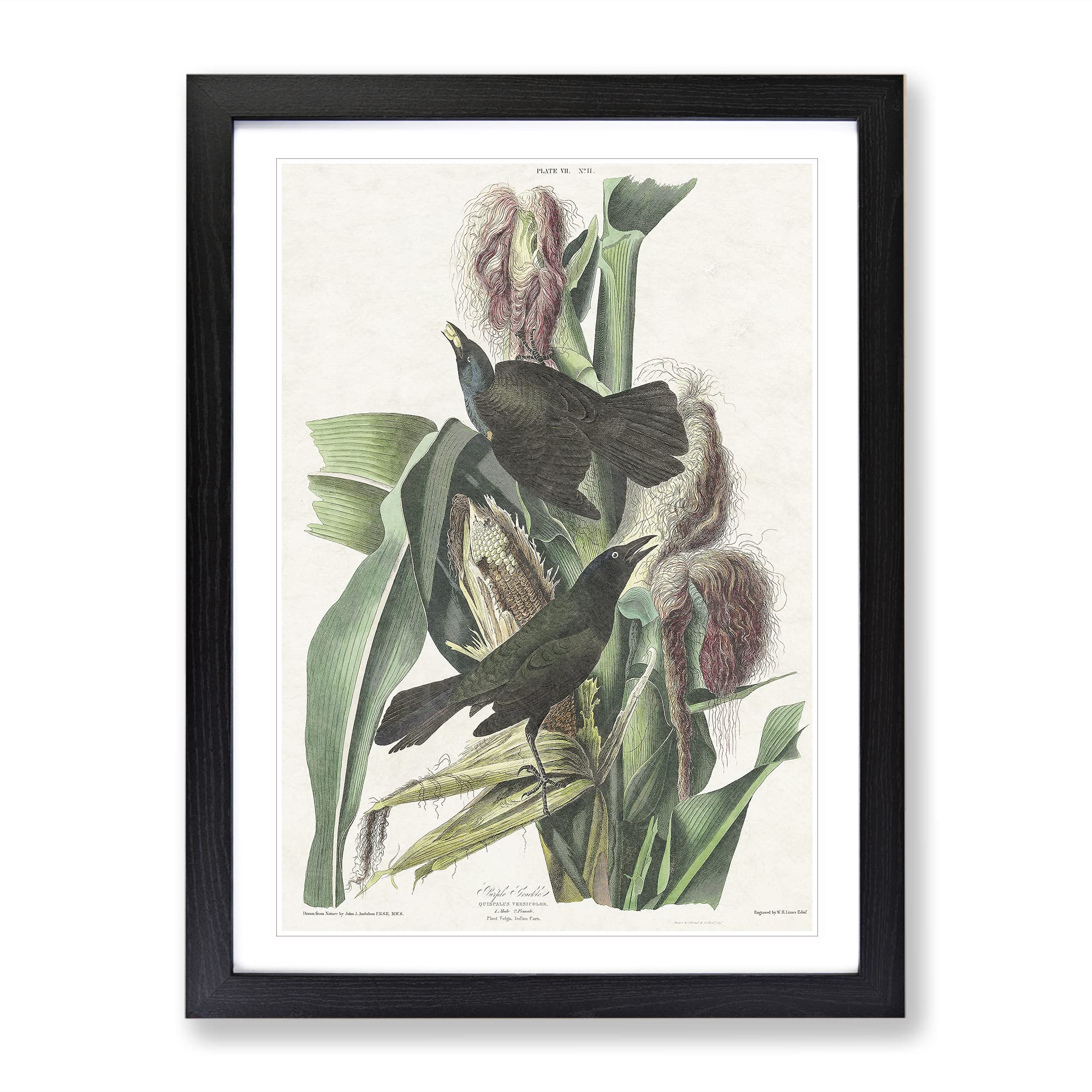 Common Crow Blackbird By John James Audubon Vintage Framed Wall Art Print, Ready to Hang Picture for Living Room Bedroom Home Office Décor, Black A4 (34 x 25 cm)