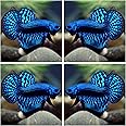 D&A Tropical Live Fish-1 Male Wild Betta Alien Live Fish- Live Betta Fish for Pond, Fish Tank or Aquarium, Live Fish Freshwater (Alien Blue)