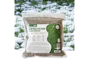 Groundio Winter Rye Seeds, 3lbs Non-GMO Cover Crop Seeds, Annual Secale Cereale to Plant for Lawn Alternative, Rye Grass Seed Grown in The USA