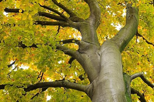 Faggio, Fagus sylvatica, semi di albero (commestibile, Appariscente, Fall colori) 5pcs: Amazon.it: Giardino e giardinaggio