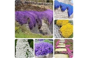 GMBTHO 3000+ Mix Creeping Thyme Seeds Ground Cover for Planting - 6 Colours Individually Packed Thymus Serpyllum Heirloom Blue, Purple, White, Red, Green, Yellow Beautiful Perennial Flower