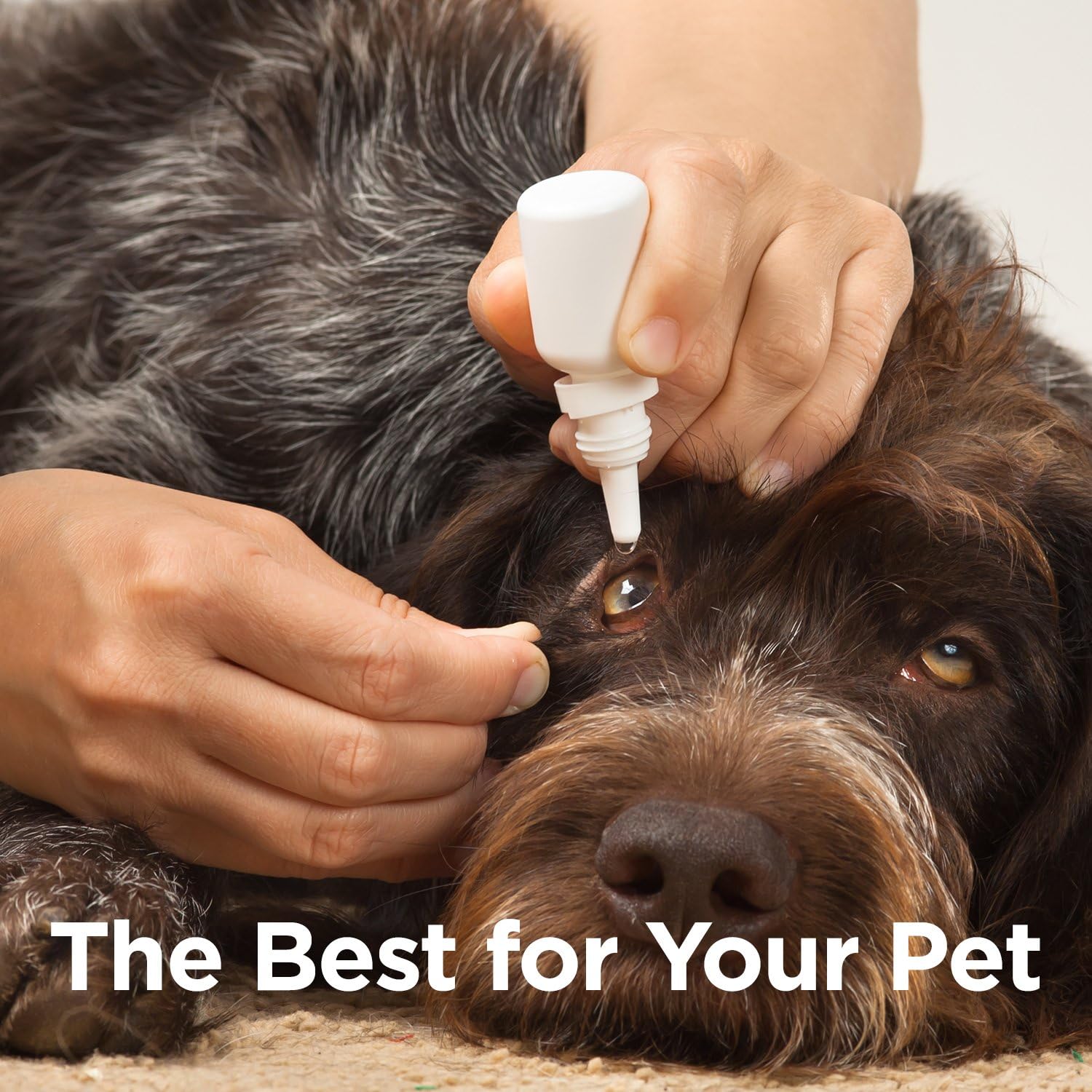 ocluvet eye drops for dogs