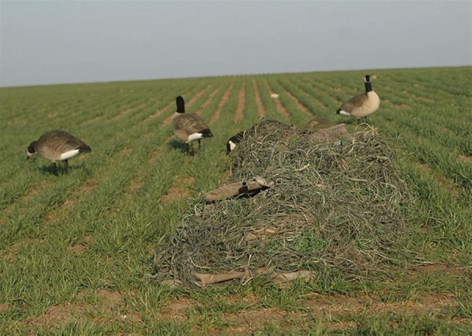 Banded KillerWeed Layout Blind Kit Gold Harvest 47305-img-0