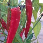 Wayland Chiles Guajillo Chile Pepper Seeds, Heirloom, Non-GMO, Untreated, 20 Seeds