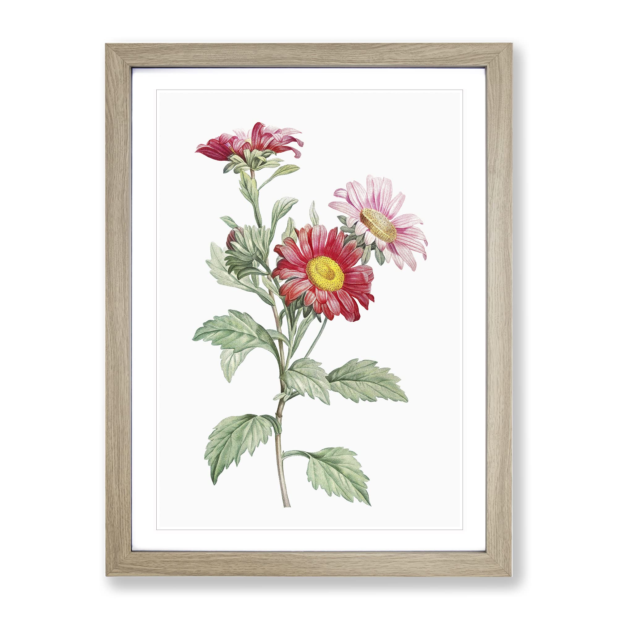 Red Aster Flowers By Pierre Joseph Redoute Vintage Framed Wall Art Print, Ready to Hang Picture for Living Room Bedroom Home Office Décor, Oak A4 (34 x 25 cm)