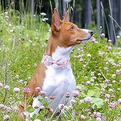 MR. CHUBBYFACE Ink Style Flower Dog Collar with Bow
