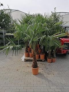 XXL winterharte Palme Hanfpalme 200-220 cm - Stamm 50-60 cm -18 °C Trachycarpus Fortunei
