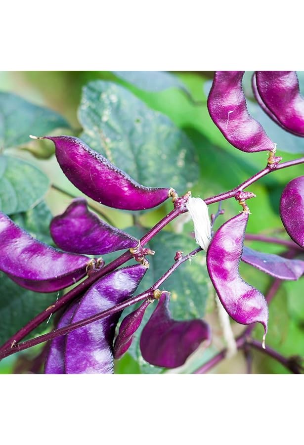 Climbing Shell Vine atelieryuwa.ciao.jp
