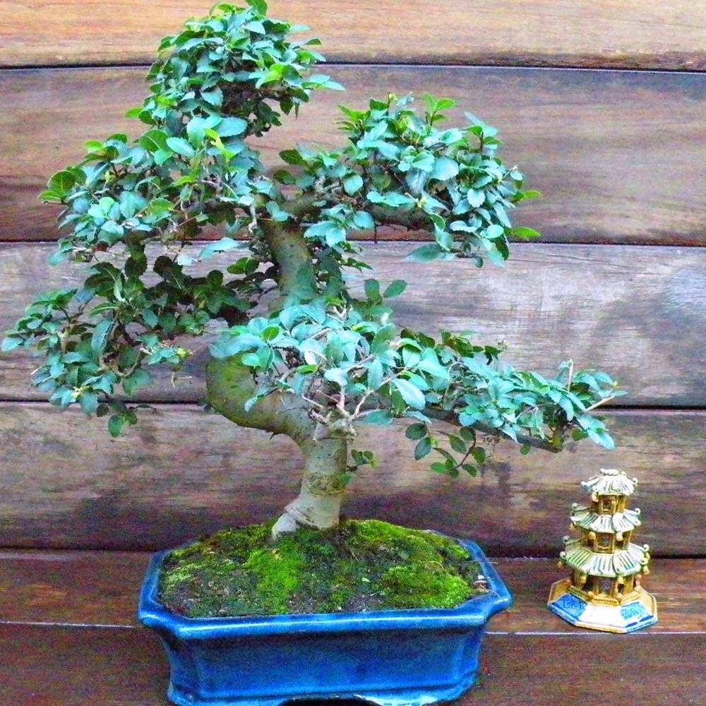Bonsai Elm parvifolia S Style 14 yr 1 Tree Amazon.co.uk Garden