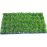 Centipede Grass Plug Tray | EZ Plug 50 Grass Plugs Per Tray