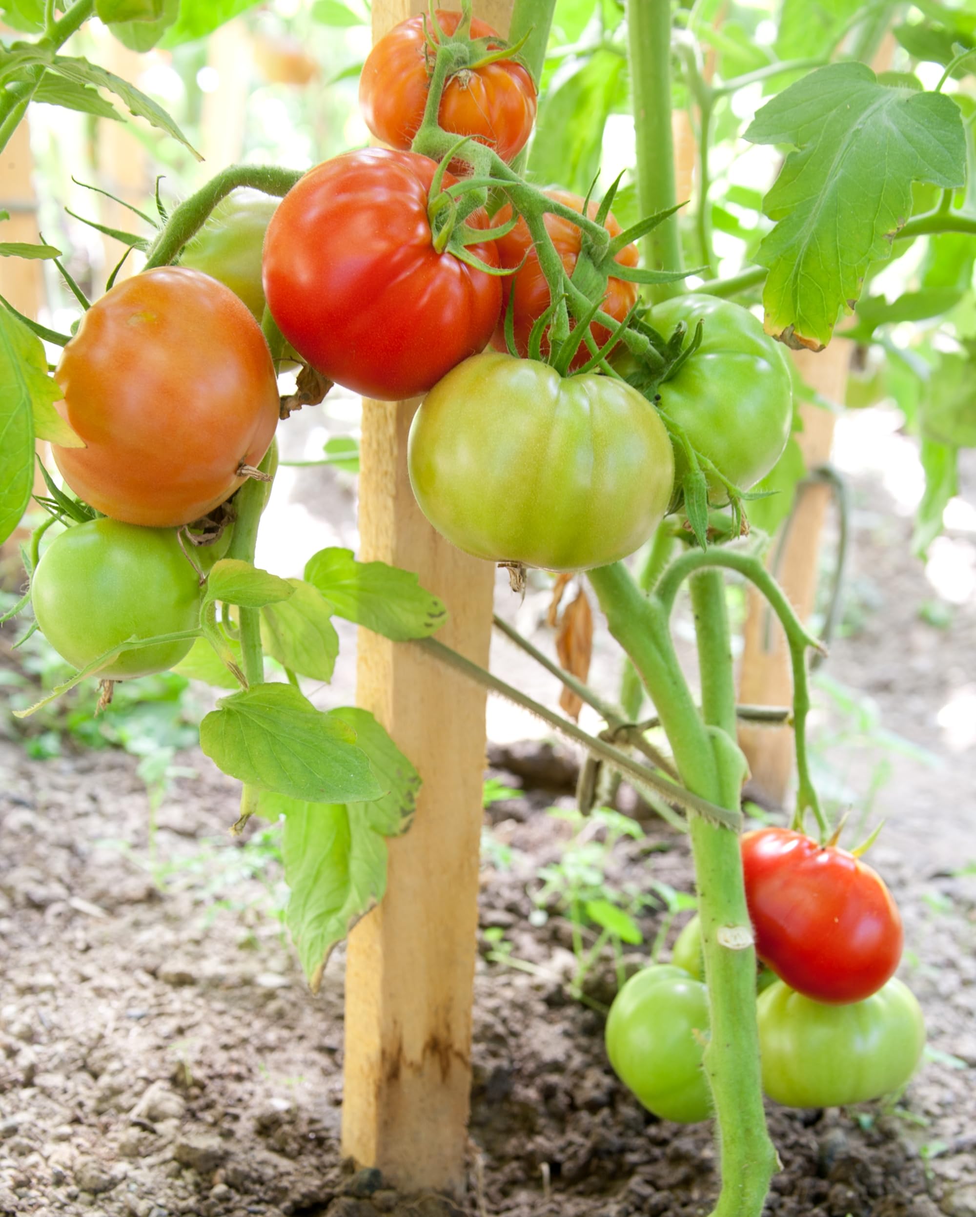 25 Pack of 90cm Tall x 25mm Square Pointed Wooden Plant Stakes - Pressure Treated for Long Life