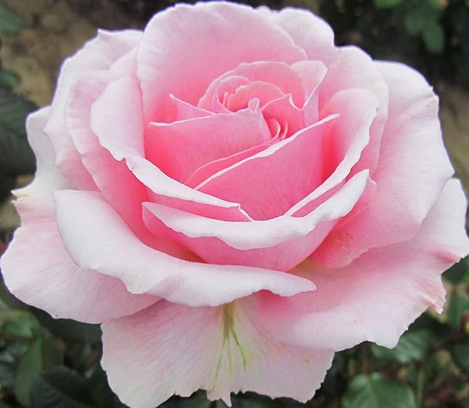 Chloe 4lt Potted Floribunda Garden Rose Bush Lilac/Pink, Highly