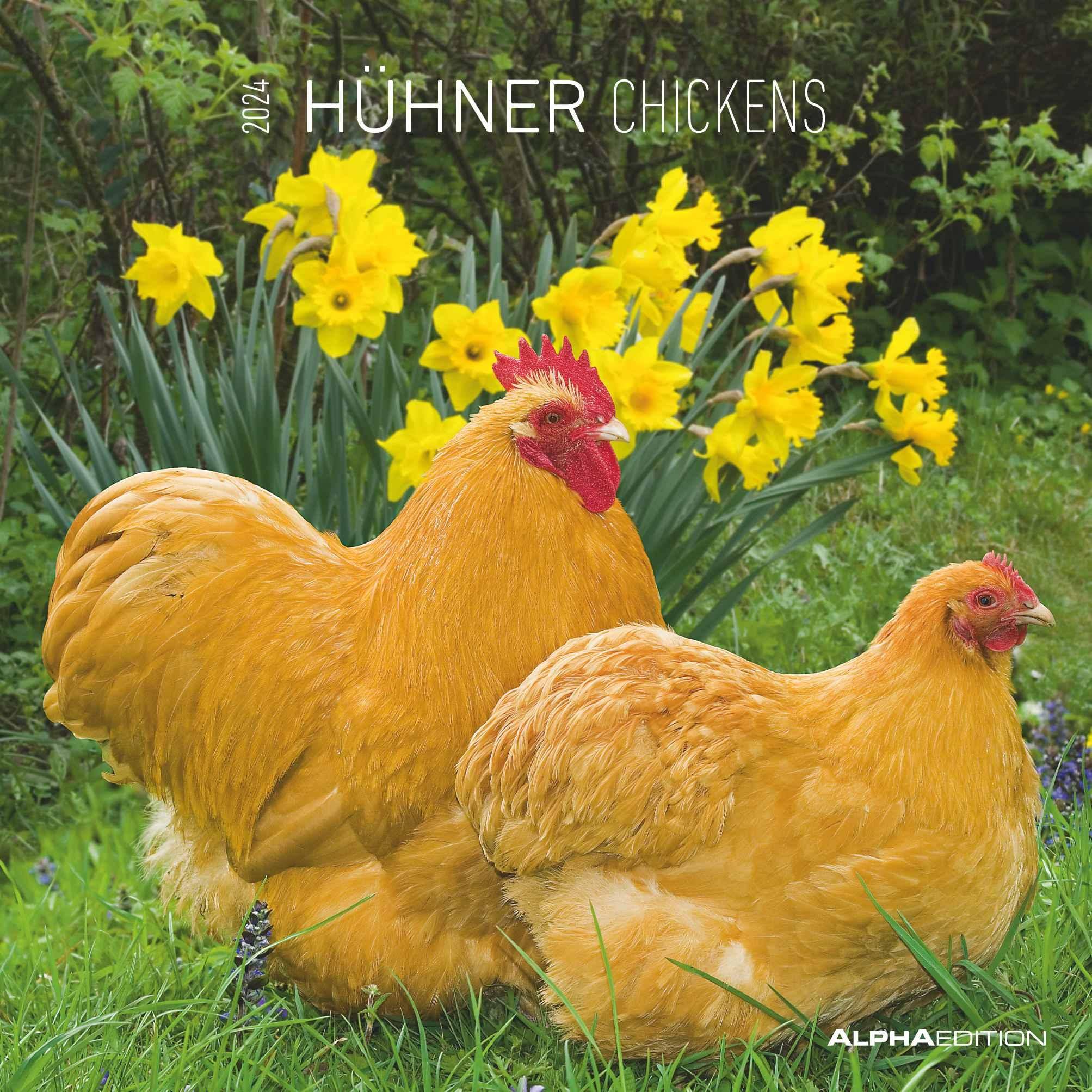 Chickens 2024 - Brochure Calendar 30 x 30 cm (30 x 60 Open) - Calendar with Space for Notes - Chickens - Picture Calendar - Wall Calendar - Chicken Calendar
