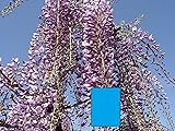 Generic Wisteria floribunda Royal Purple 6-12