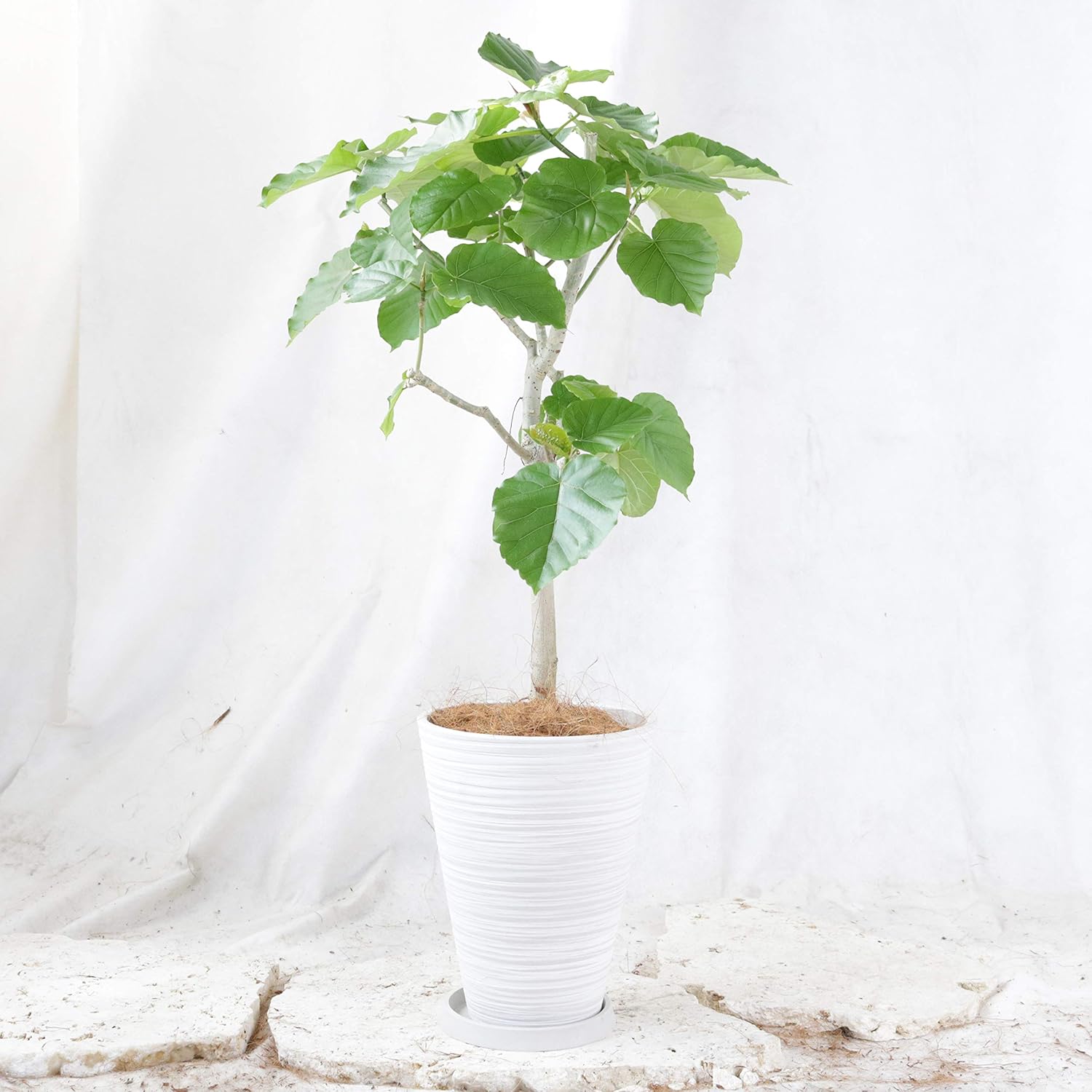 Amazon ウンベラータ 7号用 シュエット 樹脂 鉢 高さ95 程度 観葉植物 室内向け 沖縄から直送 観葉植物 オンライン通販