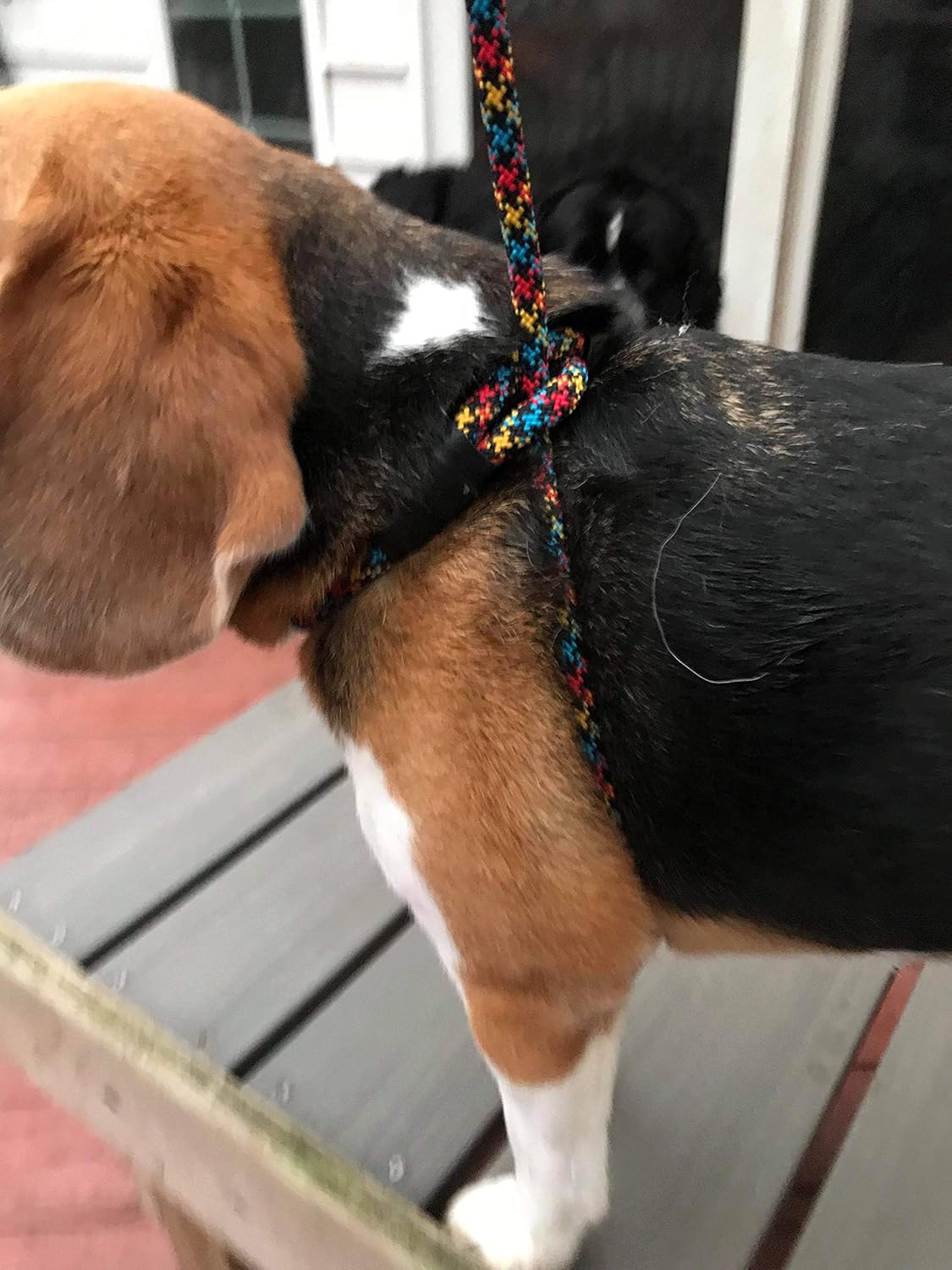 all in one dog harness