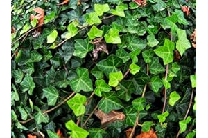 Greenwood Nursery: Live Ground-Cover Plants - English Ivy + Hedera Helix - [Qty: 25 Bare Roots] - (Click for Other Available Plants/Quantities)