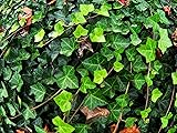 Greenwood Nursery: Live Ground-Cover Plants