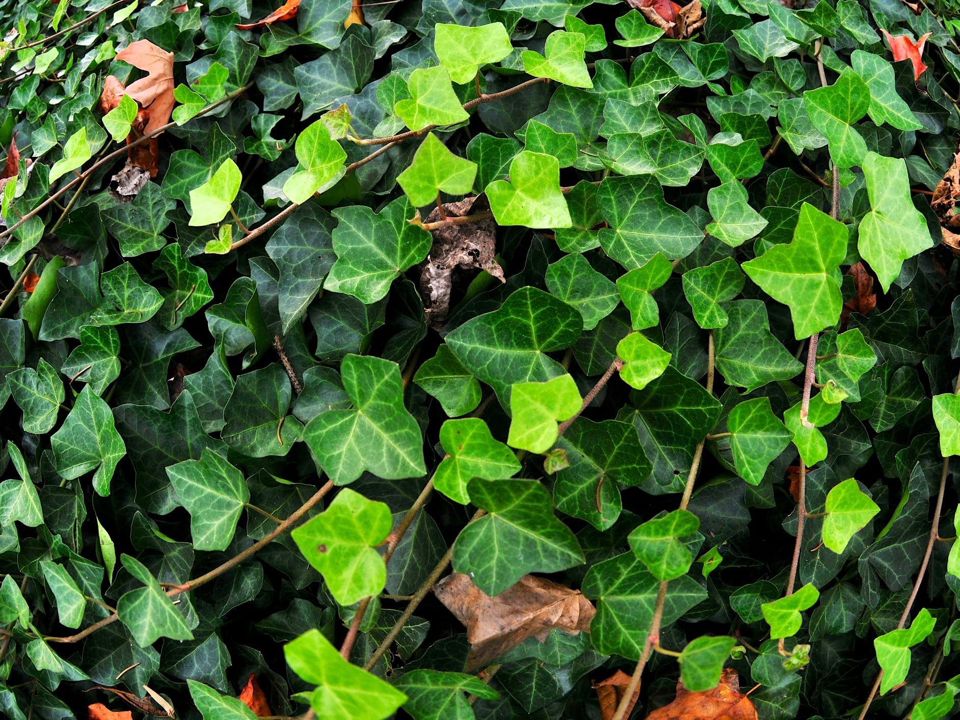 Greenwood Nursery: Live Ground-Cover Plants