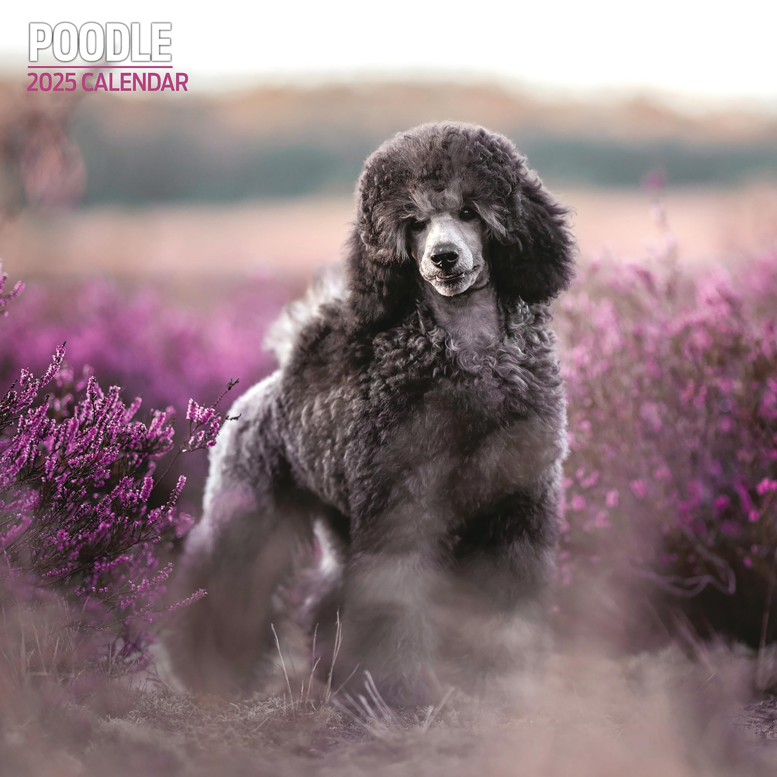 Poodle 2025 Traditional Calendar