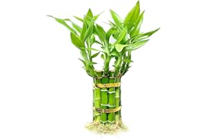 YAGALIGA Lucky Bamboo Plants Live Indoor (10 Stalks, 4 Inch) - Fresh House Plants for Office Desk, Home Decor, for Positive Energy, Prosperity & Easy Care