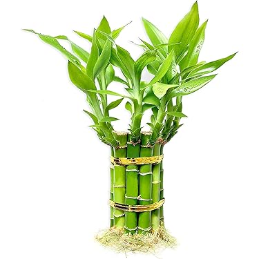 Amazon Best Sellers: Best Live Indoor House Plants