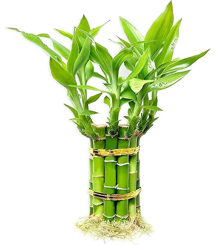 Amazon.com: Lucky Bamboo 10 Stalks 4 inches with Butterfly Stake, No Green  Thumb Required! Just add Water, Indoor Perennial Plants, Ideal Gift, Feng  Shui : Grocery & Gourmet Food