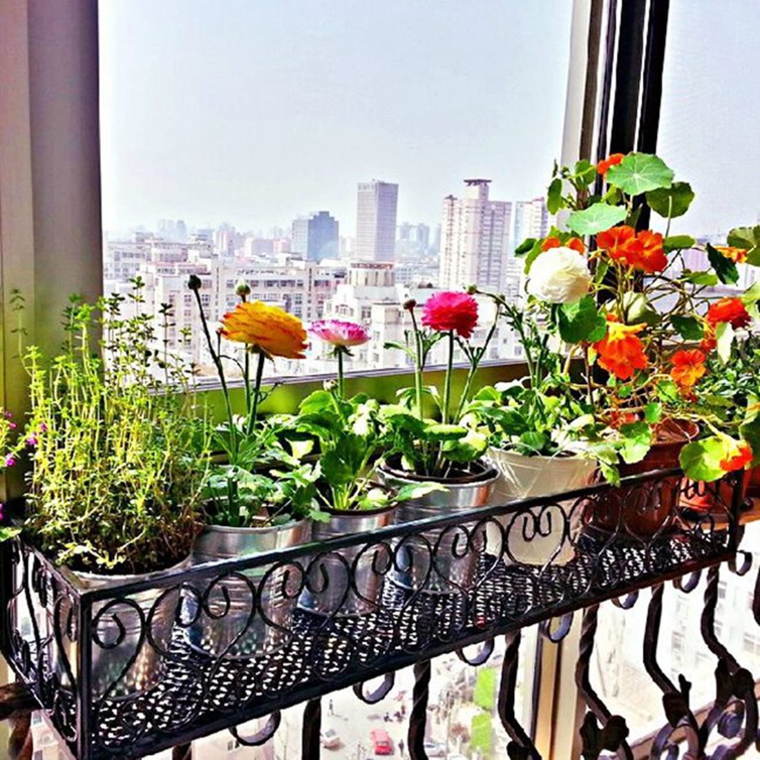 Best hanging pot rack plants