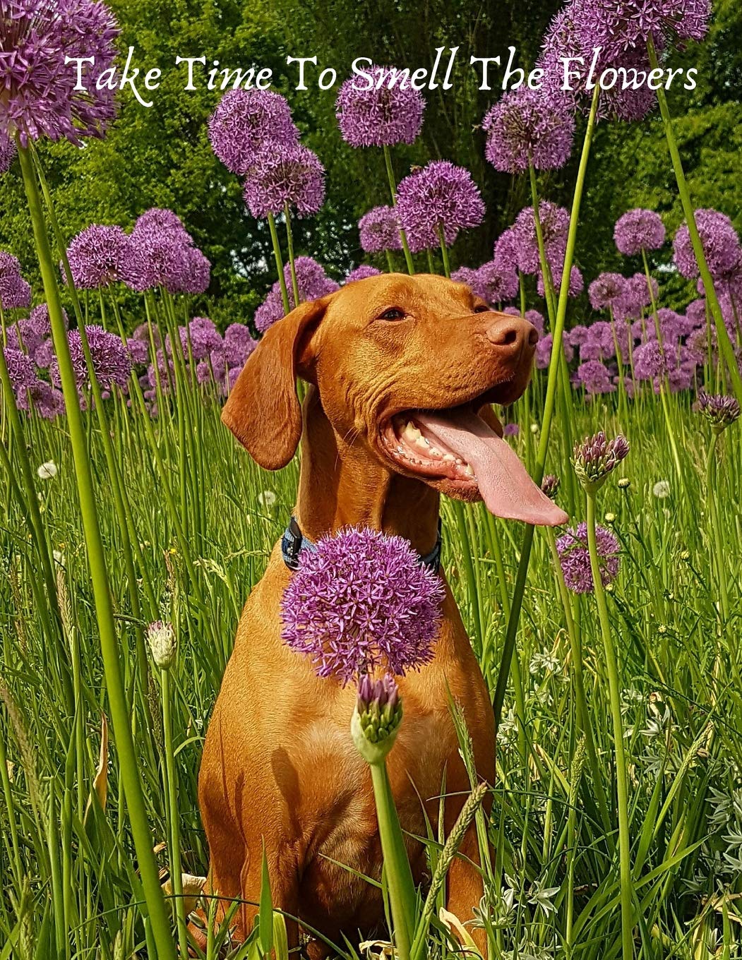 Dog Smelling Flowers Anacetoz