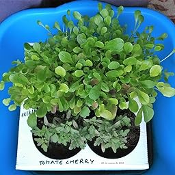 Huerto Urbano - Seed Box Kids - Batlle: Amazon.es: Jardín