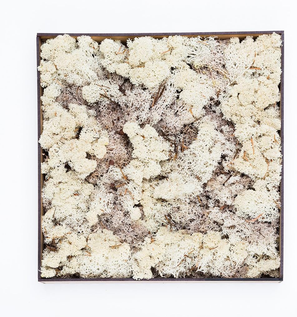 The Urban Botanist Reindeer Moss Wooden Frame Wall Garden (Natural)