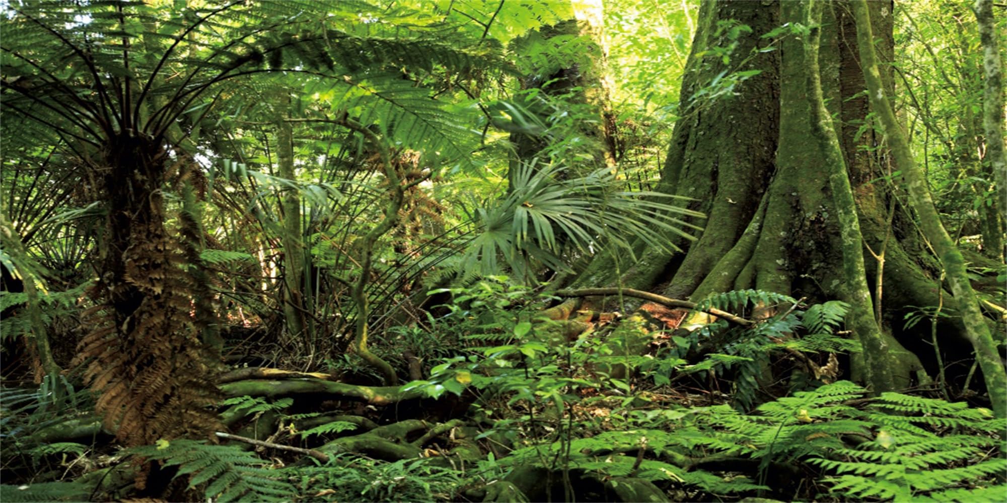 MIRRORANG 120x46cm Forest Terrarium Background Stone Green Huge Tree Reptile Habitat Background Tropical Rainforest Aquarium Background Vinyl