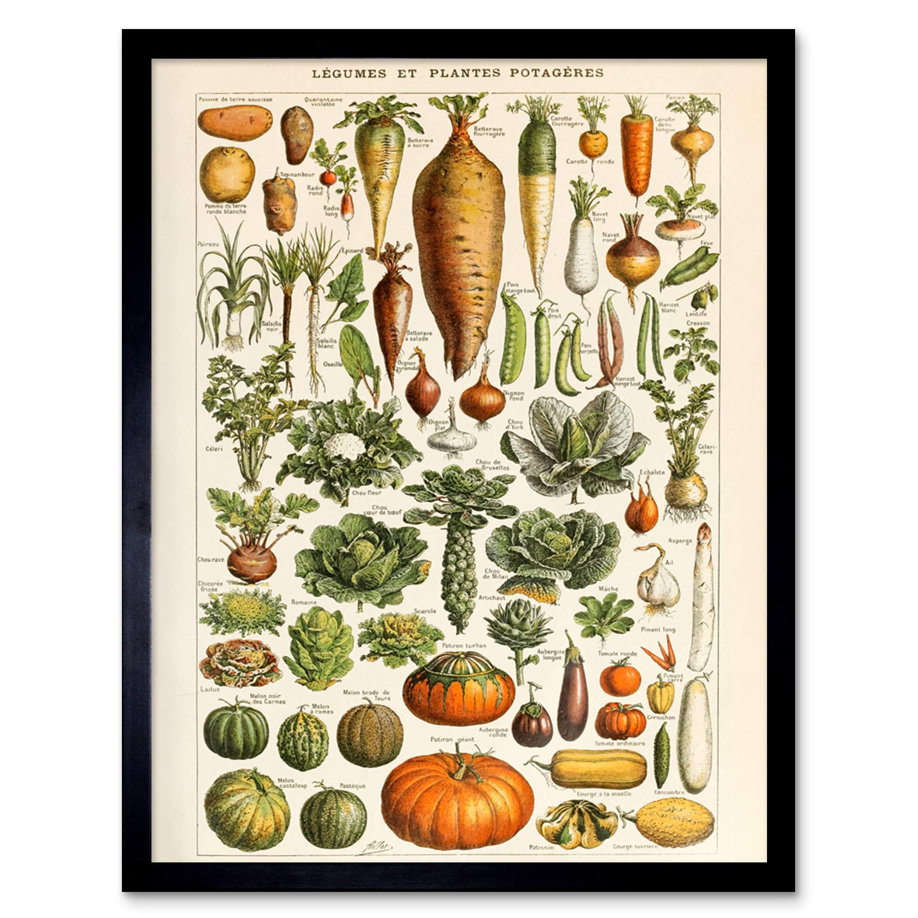 Artery8 Millot Encyclopedia Page Vegetables Legumes Art Print Framed Poster Wall Decor 12x16 inch — image 1