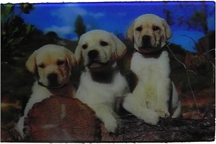 Amazon 3dホログラム冷蔵庫マグネット 3かわいいラブラドール子犬 インテリア オンライン通販