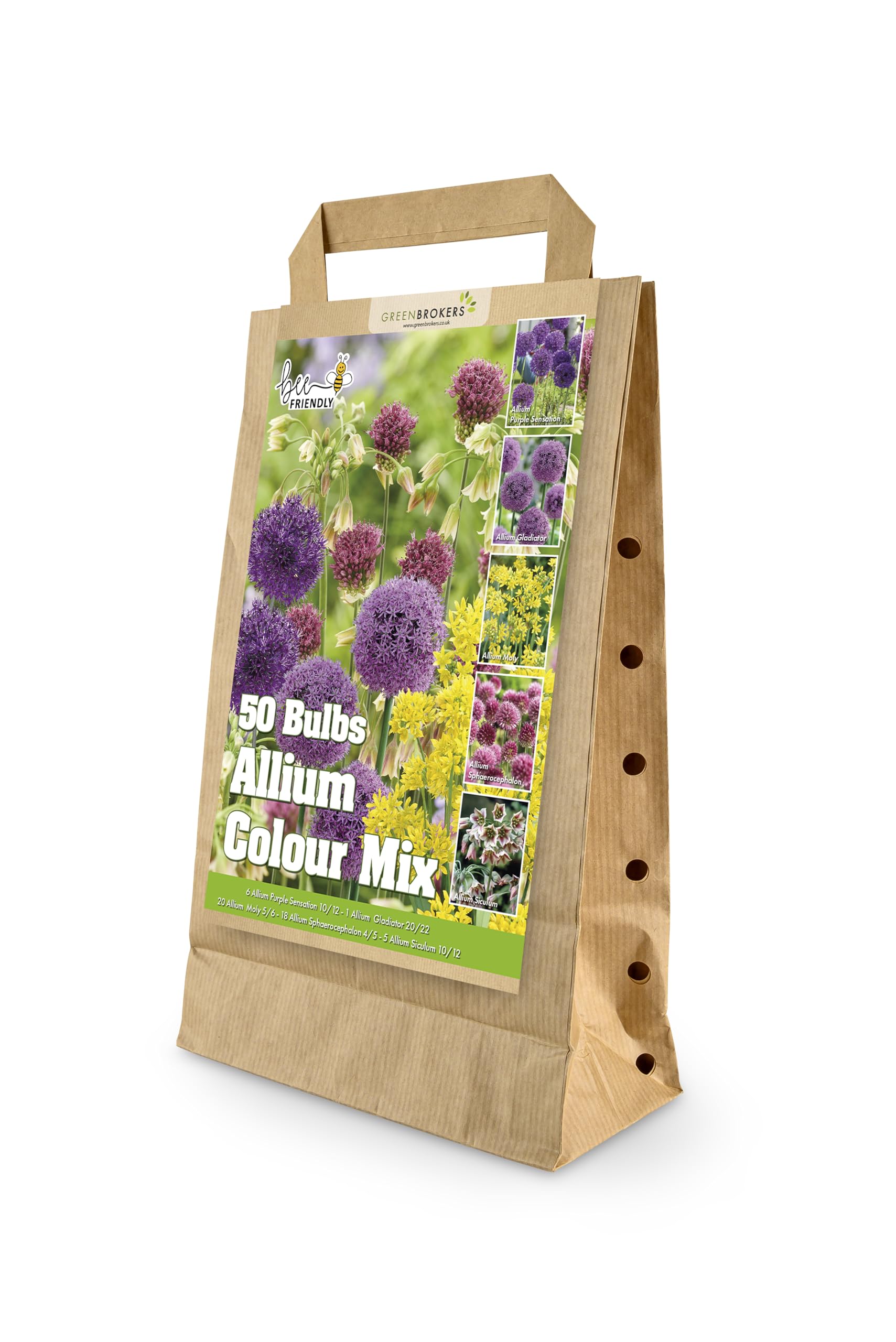 GreenBrokers Allium Bulb Collection 50 Bulbs
