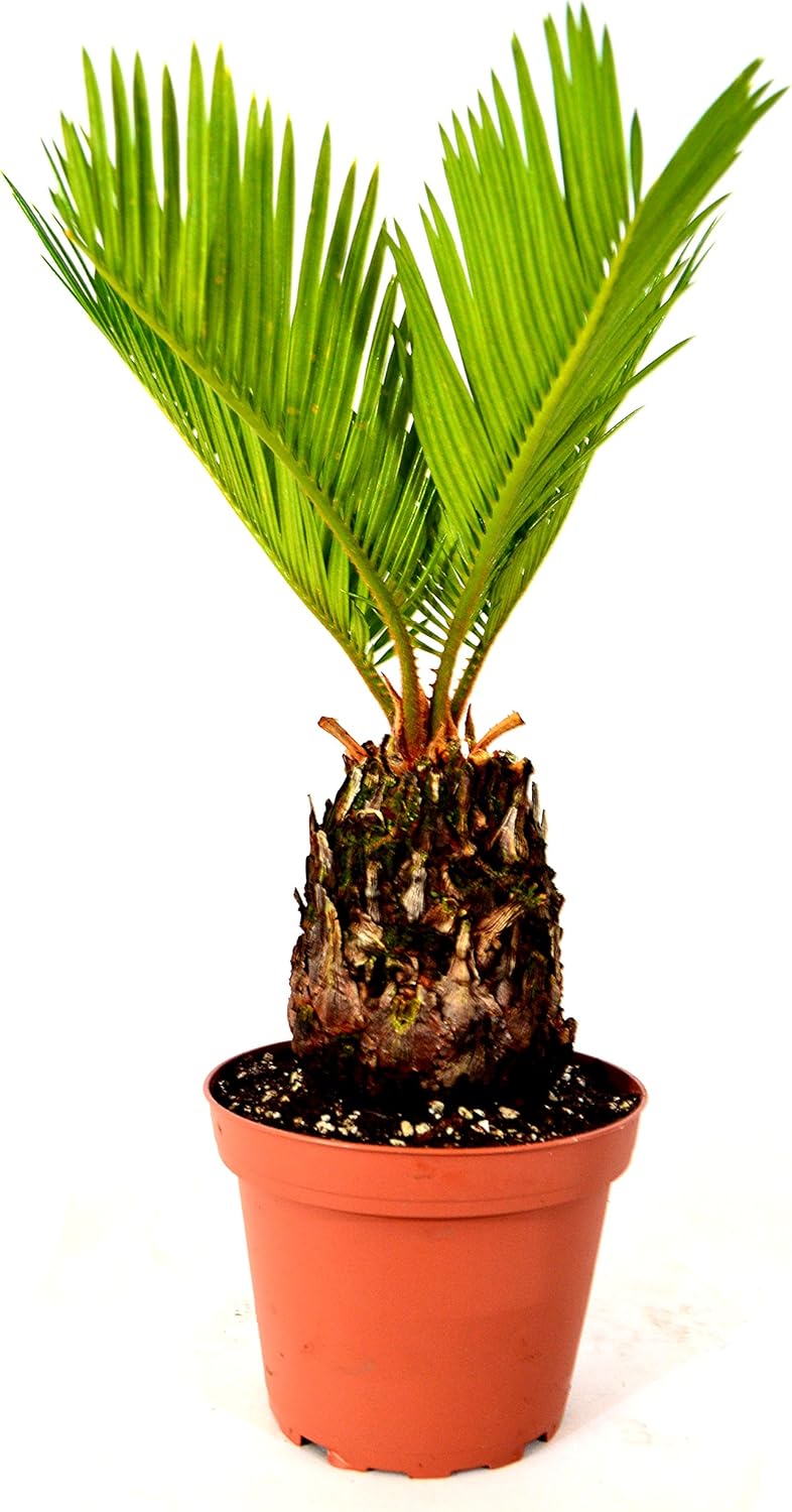 Japanese Sago Palm 