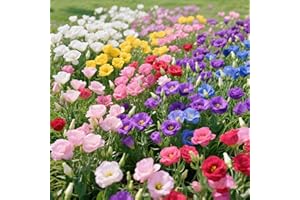 3000+ Lisianthus Seeds, Winter Hardy Mix (6 Colors), Non-GMO, Low Maintenance Perennial Flower Seeds | White, Yellow, Red, Pi