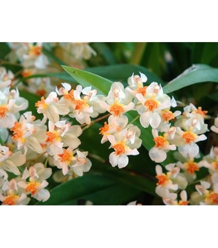 Amazon.com: YOUNG HIP Cover Gal Chichinoe +3 Orchid Seed : Patio