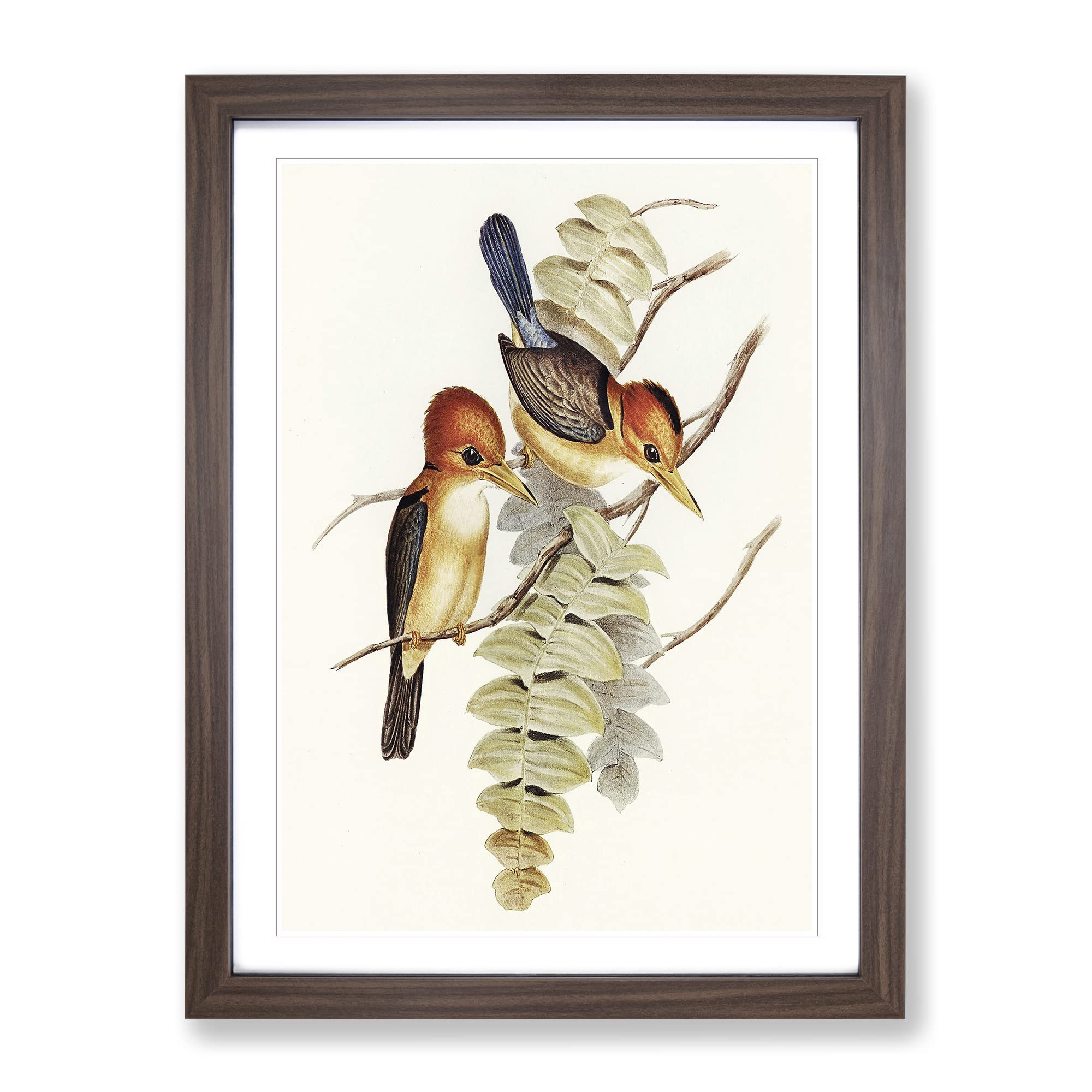 Yellow Billed Kingfishers By Elizabeth Gould Vintage Framed Wall Art Print, Ready to Hang Picture for Living Room Bedroom Home Office Décor, Walnut A3 (34 x 46 cm)