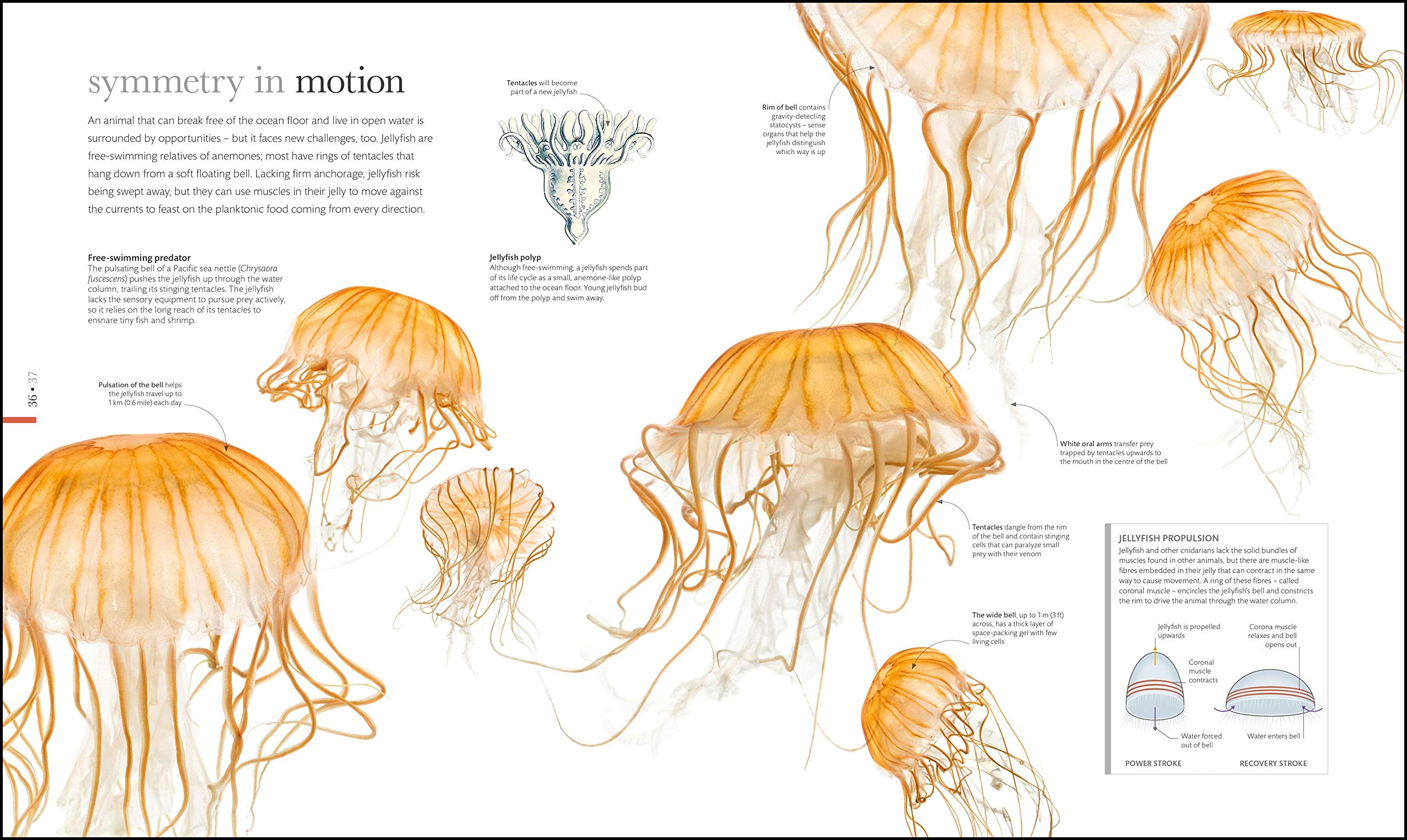 The Science of Animals: From molluscs to mammals