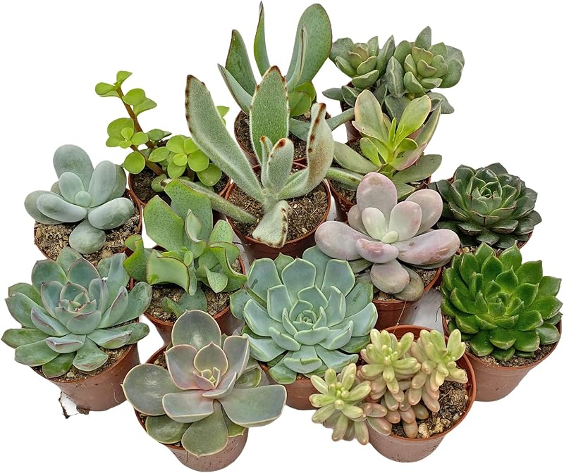 SID 5 Succulent Starter Plant Collection Indoor Cacti Terrarium Plants