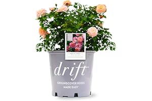 PREMIER PLANT SOLUTIONS Star Roses Drift Series 19676 Apricot Rose Drift, 19cm