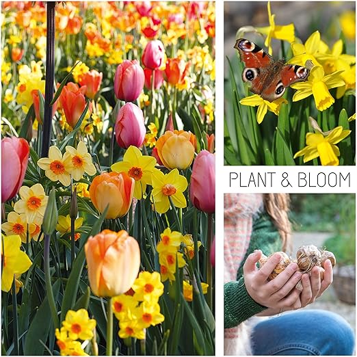 Plant Bloom Bulbi Da Fiore Tulipani E Narcisi Dall Olanda 30 Bulbi Semina Autunnale Facile Da Coltivare Fioritura Primaverile Colori Pastello Qualita Superiore Olandese Amazon It Giardino E Giardinaggio