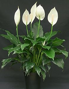 Cappl Peace Lily Plant (Spathiphyllum) ,Green