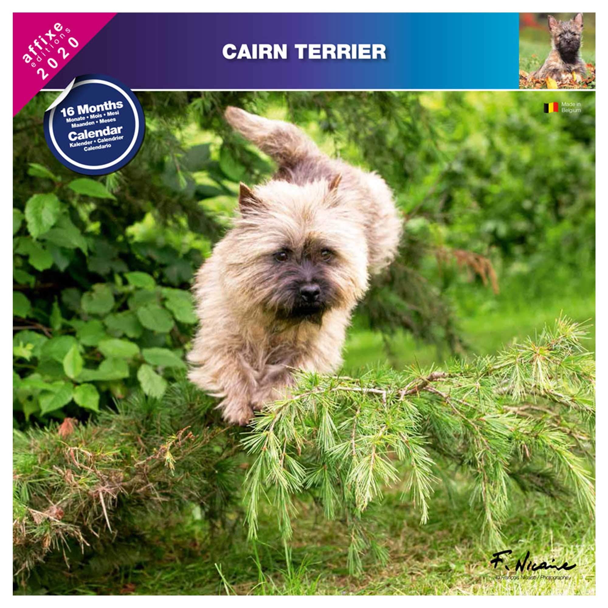 Cairn Terrier Calendar 2018